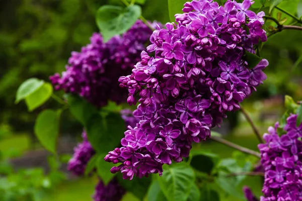 Bloeiende Lila Syringa Tuin Mooie Paarse Lila Bloemen Natuurlijke Achtergrond — Stockfoto