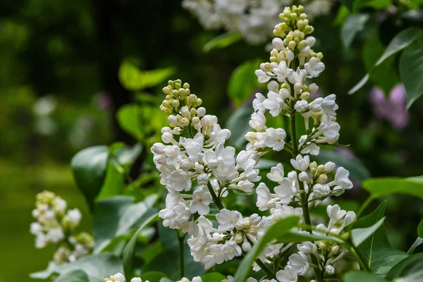 Цветущая Сирень Syringa Саду Красивые Фиолетовые Сиреневые Цветы Естественном Фоне — стоковое фото