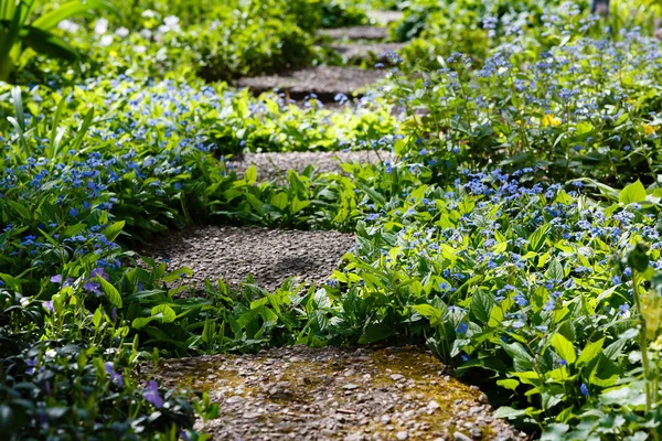 Navelwort Nebo Omfalci Linifolia Modré Květiny Jarní Zahradě Opmhalodes Puna — Stock fotografie