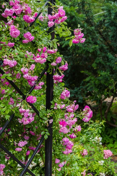 Hermosas Rosas Florecientes Cerca Fondo Naturaleza — Foto de Stock