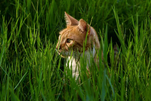 Porträt Einer Roten Katze Auf Grünem Gras — Stockfoto
