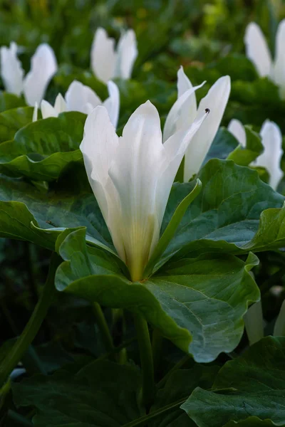 Trillium Flower Spring Garden Trillium Sessile Sort Snow Queen — Stock Photo, Image