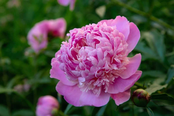 Bloeiende Roze Pioenrozen Tuin — Stockfoto