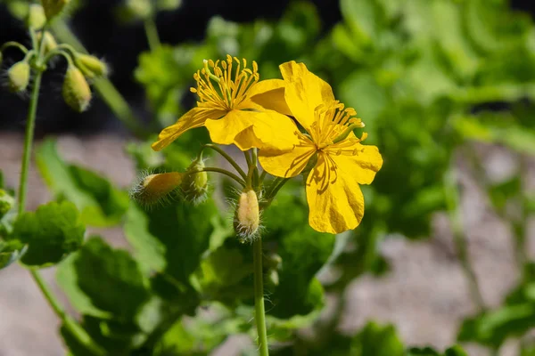 Medicinal Plant Celandine Garden — Stock Photo, Image