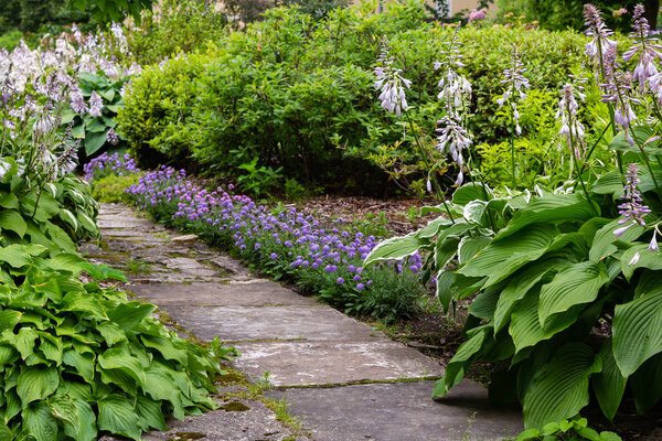 Зеленый куст Хоста. Хоста уходит. Hosta - декоративное растение для ландшафтного дизайна парка и сада
 