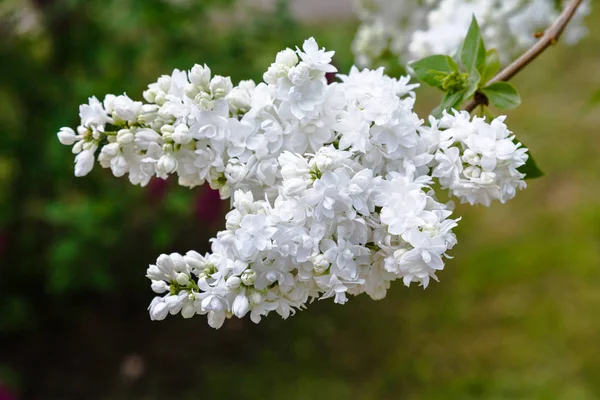 Šeřík Pozadí Parku Nebo Zahrady Jarní Větve Kvetoucí Šev — Stock fotografie