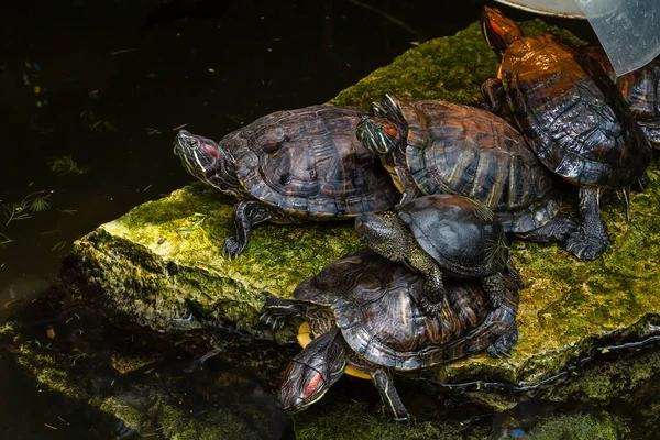 Belles Tortues Dans Eau — Photo