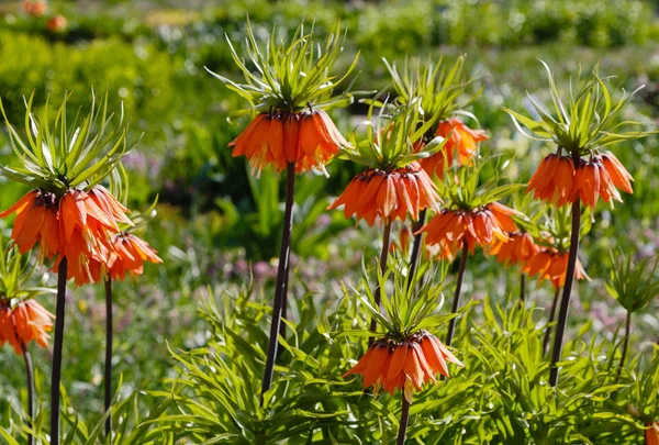 Fritillaria Acmopetata Boiss Весеннем Саду Культивация Редких Уникальных Луковичных Растений — стоковое фото