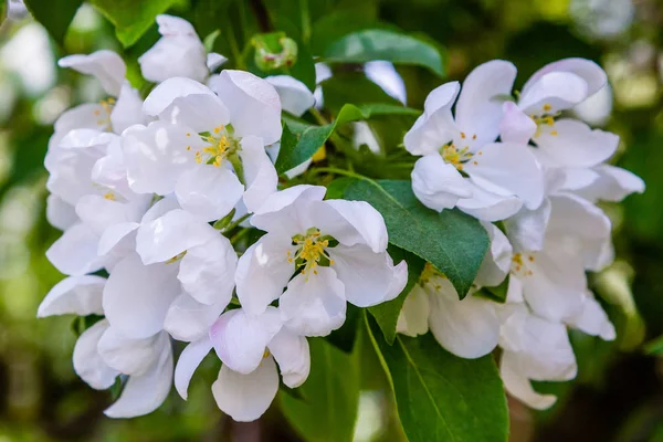 Белые Цветы Яблони Ветке Весеннем Саду Яблочный Цветок Весенний Фон — стоковое фото