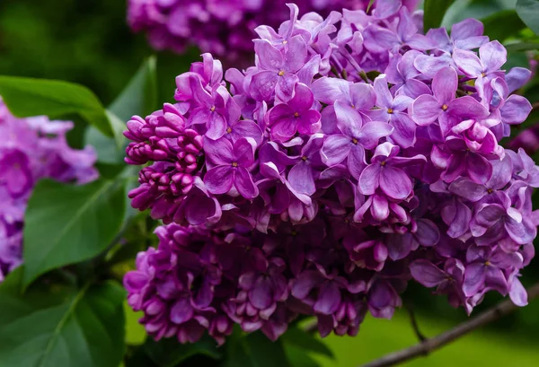 Bloeiende Lila Syringa Tuin Mooie Paarse Lila Bloemen Natuurlijke Achtergrond — Stockfoto