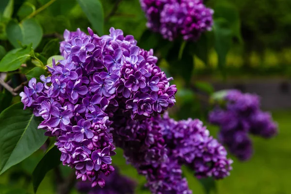 Lilas Fleurs Syringa Dans Jardin Belles Fleurs Lilas Violet Sur — Photo