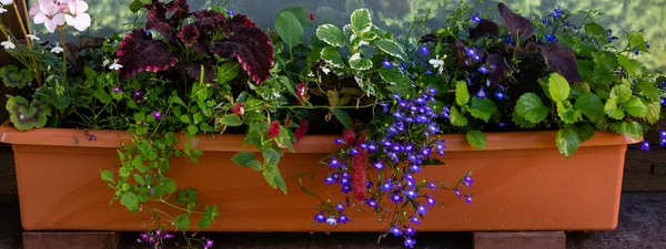 Plantas Anuales Composiciones Decorativas Florales Paisajismo Balcones Terrazas — Foto de Stock