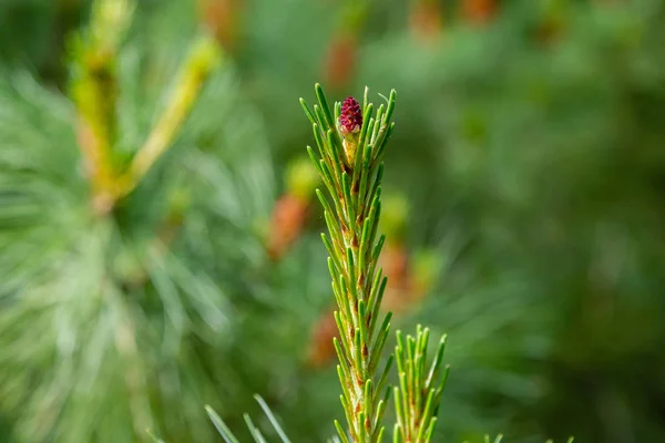 Pin Fleurit Printemps Branche Pin Avec Bourgeon Fleurissant Sur Fond — Photo