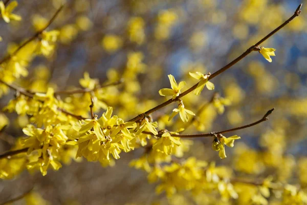 Flowering Yellow Rhododendrons Spring Garden Buds Flowers Rhododendrons Natural Background — Stock Photo, Image