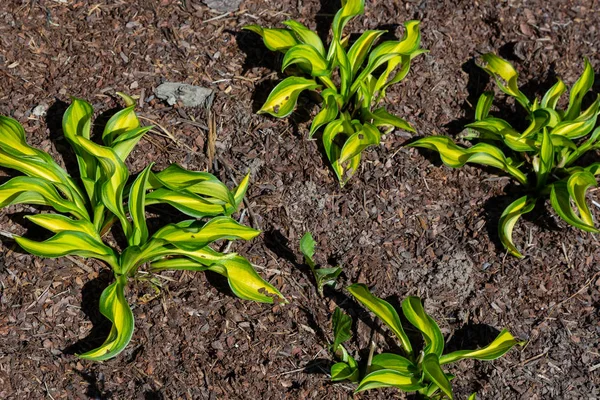 Green Bush Hosta Hosta Leaves Hosta Ornamental Plant Landscaping Park — Stock Photo, Image