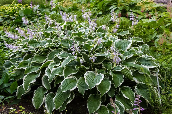 Hosta Planta Jardín Hermosos Anfitriones Florecientes Jardín Host Planta Para — Foto de Stock