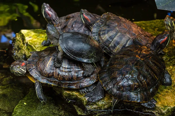 Belles Tortues Dans Eau — Photo