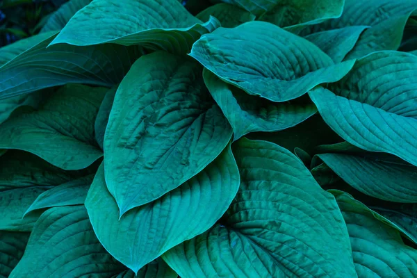 Zöld Bokor Hosta Hosta Levelek Hosta Dísznövény Tereprendezési Parkhoz Kerttervezéshez — Stock Fotó