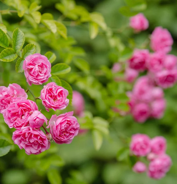 Belle Rose Toniche Vicino Sfondo Della Natura — Foto Stock