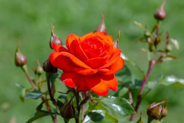 Vackra Blommande Rosor Närbild Natur Bakgrund — Stockfoto