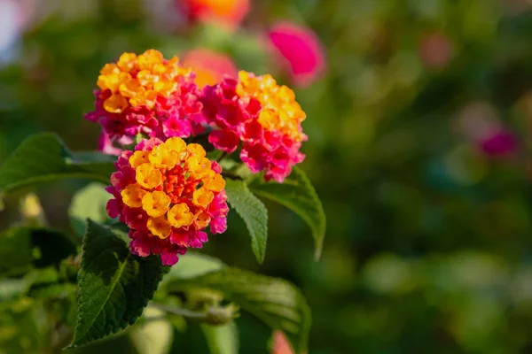 Bel Fiore Una Pianta Tropicale Lantana Camara Luminoso Sfondo Floreale — Foto Stock