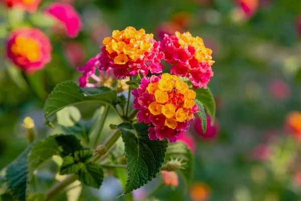 熱帯植物ランタナカマラの美しい花 明るい夏の花の背景 ブロッサム ランタナ カマラ — ストック写真