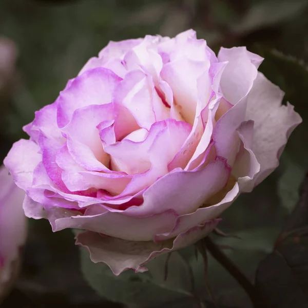 Hermosas Rosas Florecientes Cerca Fondo Naturaleza —  Fotos de Stock