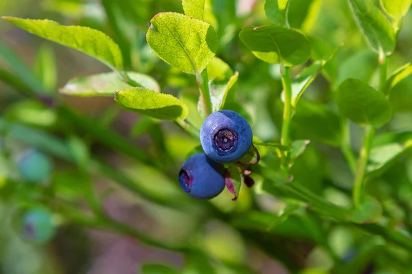 Mirtilos Lat Vaccinium Myrtillus Ramo Sobre Fundo Natural Floresta — Fotografia de Stock