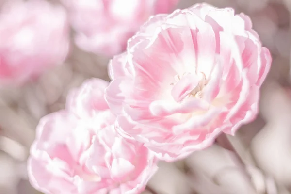 Красивые Тюльпаны Весеннем Саду Культивирование Луковичных Растений — стоковое фото