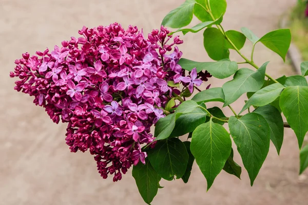 Branches Lilas Sur Fond Parc Jardin Brins Printaniers Lilas Fleurs — Photo