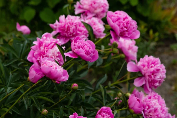 Çiçekli Peonies Bahçede — Stok fotoğraf