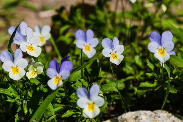 Viola Tricolore Dans Jardin Printemps — Photo