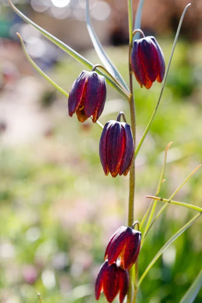 Fritillaria Acmopetata Boiss Vårträdgården Odling Sällsynta Och Unika Lökväxter Trädgården — Stockfoto