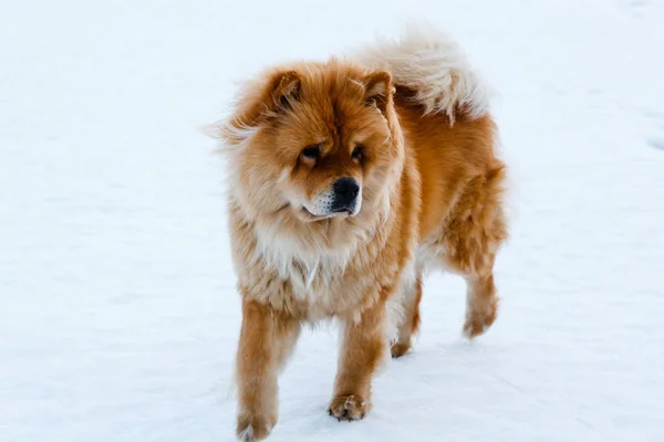 Beautiful dog Chow chow in the winter in nature background Stock Image Everypixel