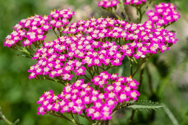 Kırmızı yarrow (lat. Achillea) bahçede. Bahçede şifalı bitkilerin yetiştirilmesi