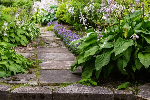 Arbusto Verde Hosta Hosta Hosta Una Planta Ornamental Para Diseño — Foto de Stock