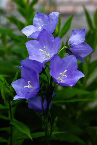 花の青い鐘 ベルフラワー アンパヌラ クローズアップ 庭で青いプラチコドンを開花 — ストック写真