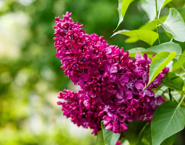 Branches Lilas Sur Fond Parc Jardin Brins Printaniers Lilas Fleurs — Photo