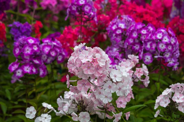 Цветки Phlox Paniculata Различных Сортов Крупным Планом Цветочный Фон — стоковое фото