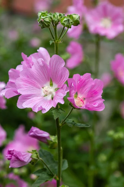 Λουλούδια Από Τον Ελαιόλαντερ Είναι Ένα Μεγάλο Τροπικό Φυτό Όμορφο — Φωτογραφία Αρχείου