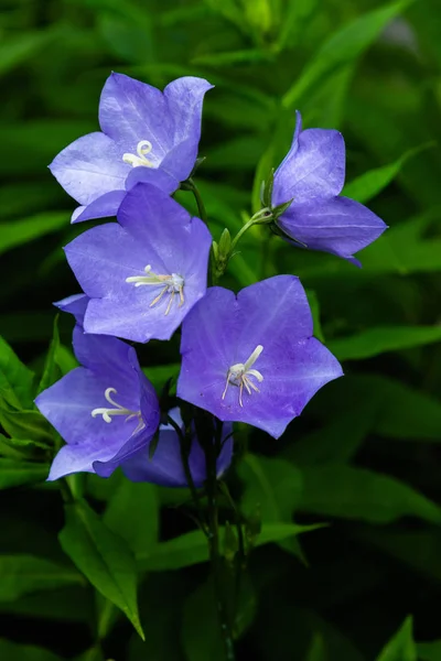 花の青い鐘 ベルフラワー アンパヌラ クローズアップ 庭で青いプラチコドンを開花 — ストック写真