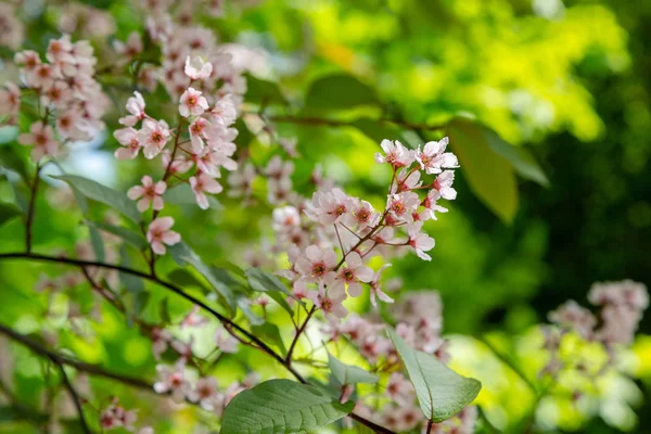 Padus Avium Colorata Voorjaarstuin Bloeiende Takken Van Padus Een Natuurlijke — Stockfoto