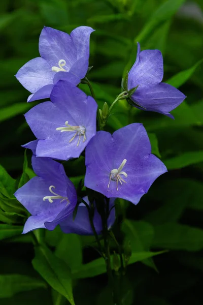 花の青い鐘 ベルフラワー アンパヌラ クローズアップ 庭で青いプラチコドンを開花 — ストック写真