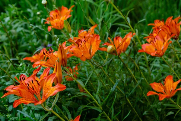 Japán Turk Sapka Liliom Lilium Hansonii Kertben Narancssárga Virágú Lilium — Stock Fotó