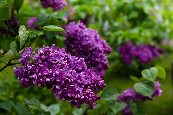 庭にライラック シリンガ を咲かせます 自然の背景に美しい紫色のライラックの花 — ストック写真