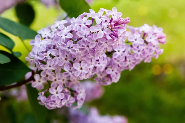 Park veya bahçe nin arka planında leylak dalları. Çiçek açan leylak bahar dalları