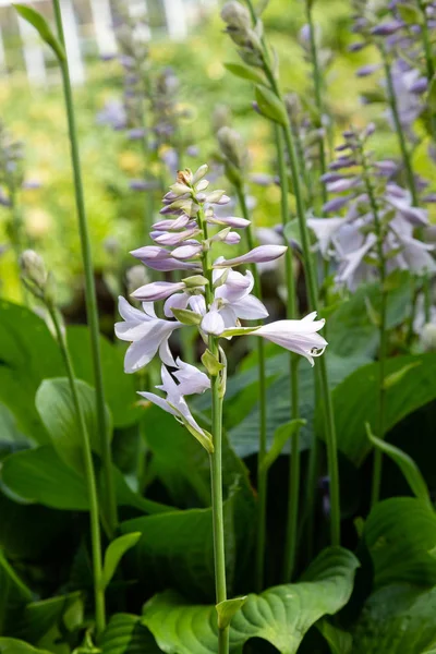 Green Bush Hosta Hosta Leaves Hosta Een Sierplant Voor Landschapsarchitectuur — Stockfoto