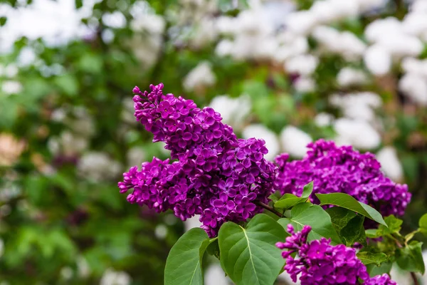 Lila Floreciente Syringa Jardín Hermosas Flores Color Lila Púrpura Sobre —  Fotos de Stock