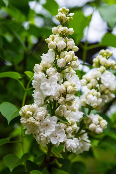 Bloeiende Lila Syringa Tuin Mooie Paarse Lila Bloemen Natuurlijke Achtergrond — Stockfoto