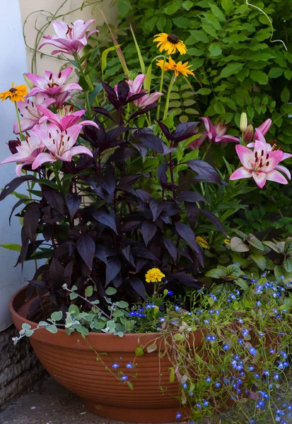 Plantas Anuales Composiciones Decorativas Florales Paisajismo Balcones Terrazas — Foto de Stock